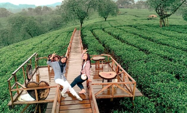 Buka Jam Berapa Wisata Agro Kebun Teh Wonosari Malang dan Harga Tiket Masuk Lokasi?