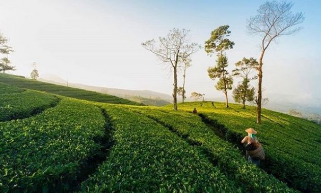bukit seroja wonosobo, keindahan alam yang menjamin kepuasan mata