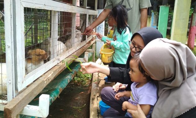 d kandang amazing farm, ajak anak liburan disini