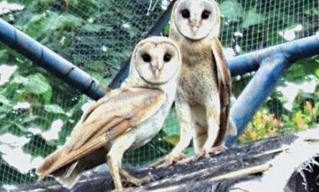 desa wisata tlogoweru, burung hantu penangkal hama tikus