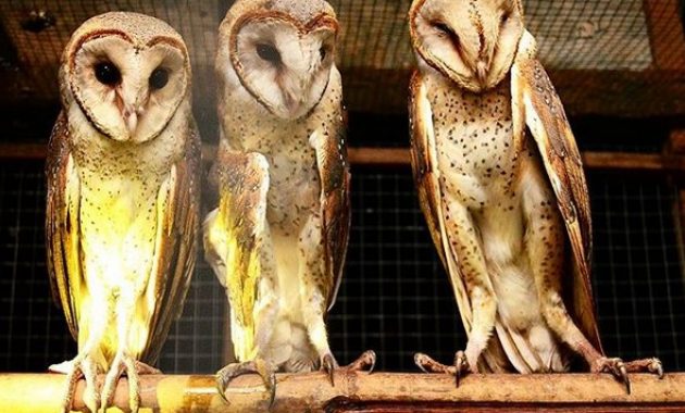 desa wisata tlogoweru, burung hantu penangkal hama tikus