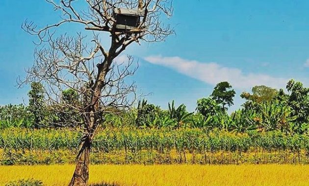 desa wisata tlogoweru, burung hantu penangkal hama tikus