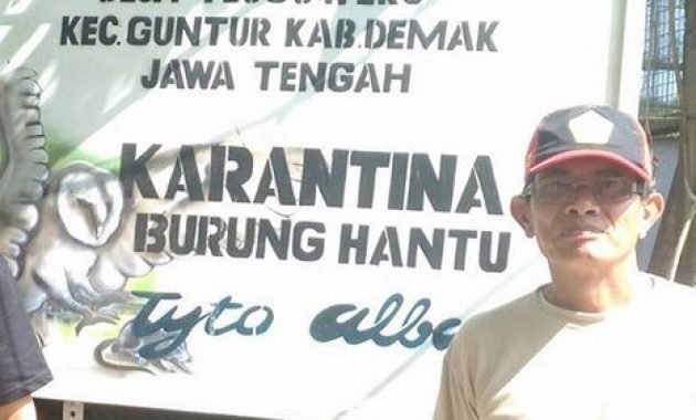 desa wisata tlogoweru, burung hantu penangkal hama tikus