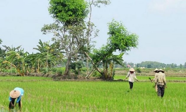 desa wisata tlogoweru, burung hantu penangkal hama tikus