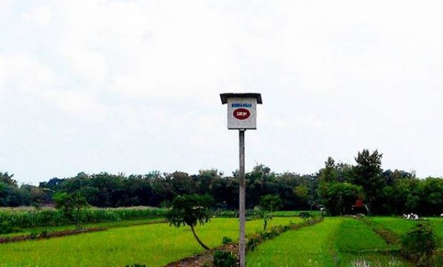 Desa Wisata Tlogoweru, Burung Hantu Penangkal Hama Tikus