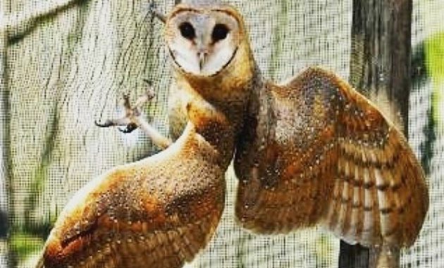 desa wisata tlogoweru, burung hantu penangkal hama tikus