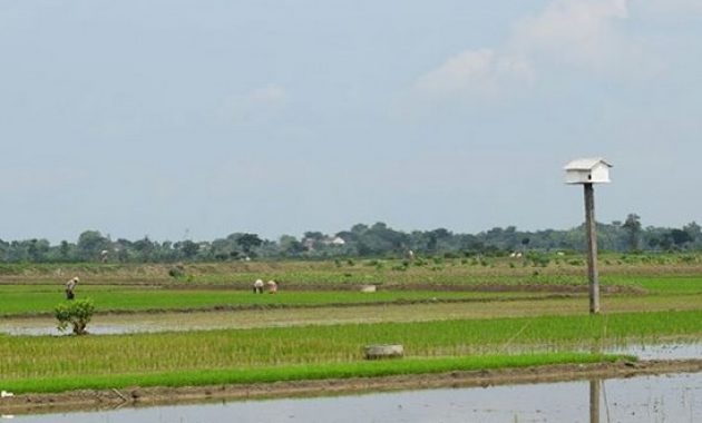 desa wisata tlogoweru, burung hantu penangkal hama tikus