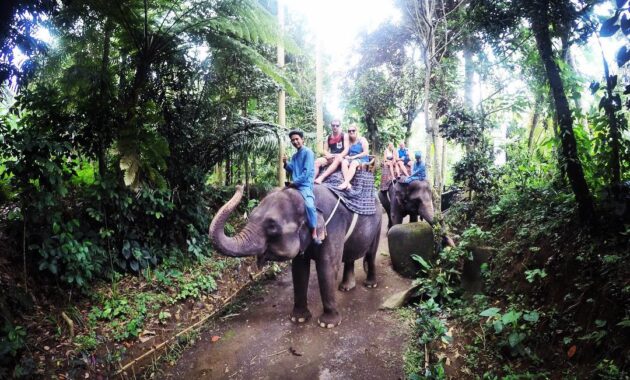 elephant safari park bali, Keindahan Potensi, Harga Paket, Jalan Menuju Lokasi, Buka Jam Berapa, Harga Tiket Masuk