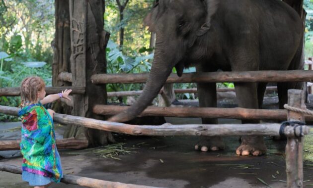elephant safari park bali, Keindahan Potensi, Harga Paket, Jalan Menuju Lokasi, Buka Jam Berapa, Harga Tiket Masuk