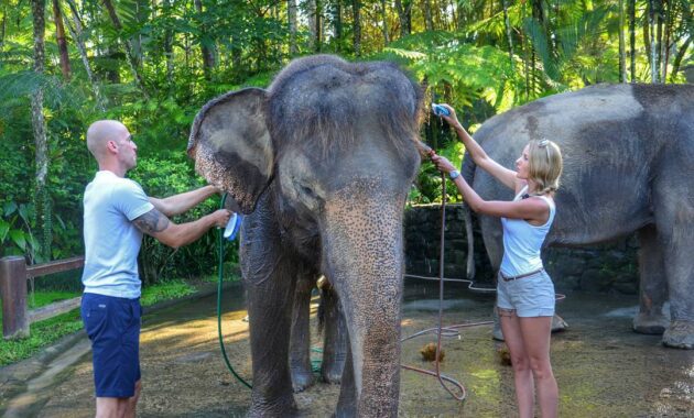 elephant safari park bali, Keindahan Potensi, Harga Paket, Jalan Menuju Lokasi, Buka Jam Berapa, Harga Tiket Masuk