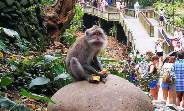 eloknya pesona alam bali di mandala wisata wenara wana