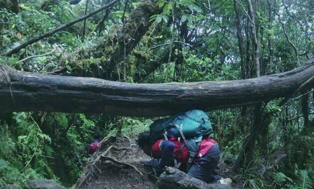 gunung gede pangrango national park bogor