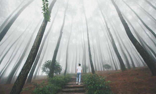 hutan pinus imogiri mangunan dlingo bantul yogyakarta, Hutan Pinus Imogiri, Mengenal Sekilas , Rute Menuju Lokasi, Daya Tarik , Harga Tiket Masuk 