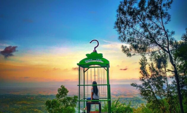 hutan pinus imogiri mangunan dlingo bantul yogyakarta, Hutan Pinus Imogiri, Mengenal Sekilas , Rute Menuju Lokasi, Daya Tarik , Harga Tiket Masuk 