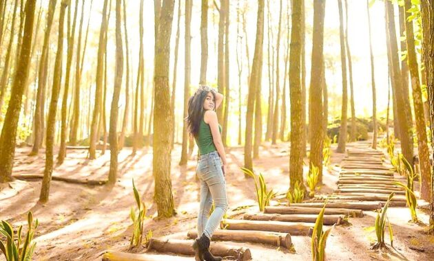 hutan pinus imogiri mangunan dlingo bantul yogyakarta, Hutan Pinus Imogiri, Mengenal Sekilas , Rute Menuju Lokasi, Daya Tarik , Harga Tiket Masuk 