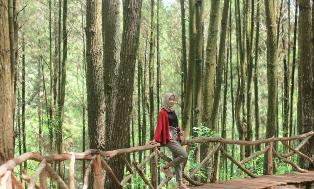 Hutan Pinus Imogiri Mangunan Dlingo Bantul Yogyakarta