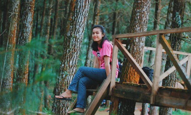 hutan pinus songgon