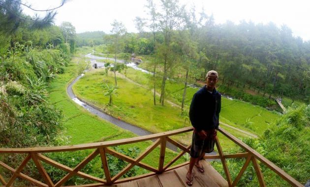 hutan pinus songgon