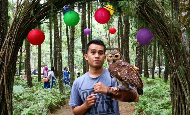 hutan pinus songgon