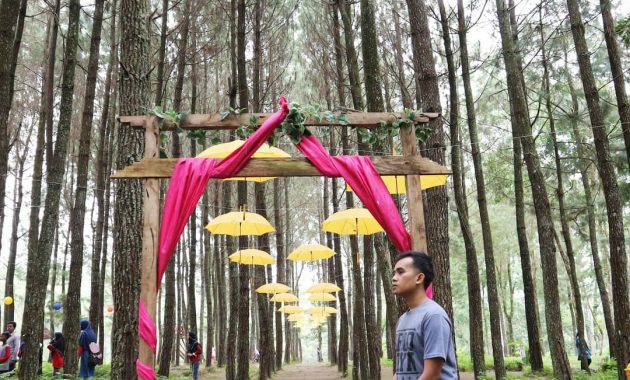 hutan pinus songgon