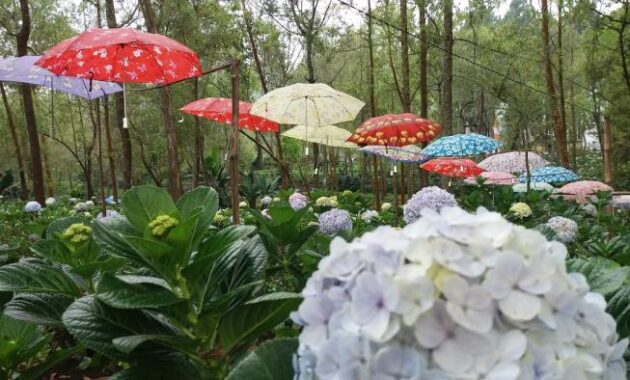 ini dia 10 spot foto yang akan bikin kamu betah di coban talun