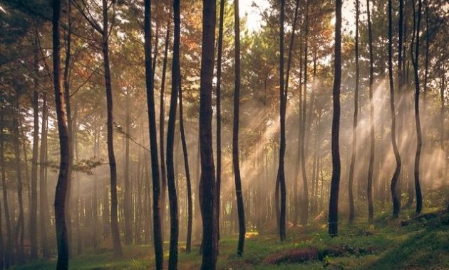 ini yang bisa kamu lakukan saat di gunung pancar