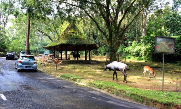 Inilah 13 Hal Menarik di Taman Safari Cisarua Bogor, Surga Bagi Berbagai Satwa