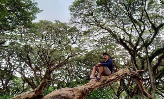 jawatan benculuk cluring, Potensi Tersembunyi, Keindahan Potensi, Rute Menuju Lokasi, Buka Jam Berapa, Harga Tiket Masuk