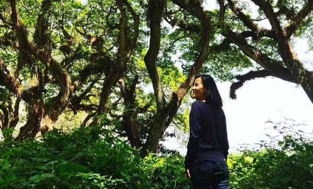 jawatan benculuk cluring, Potensi Tersembunyi, Keindahan Potensi, Rute Menuju Lokasi, Buka Jam Berapa, Harga Tiket Masuk