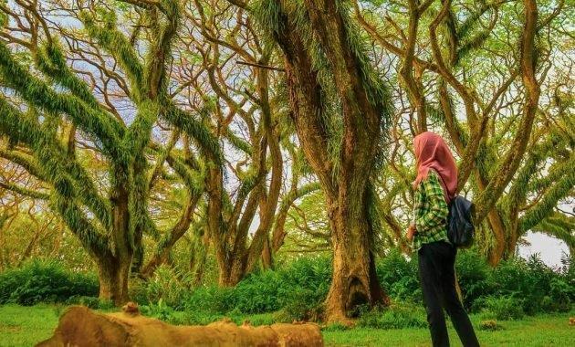 jawatan benculuk cluring, Potensi Tersembunyi, Keindahan Potensi, Rute Menuju Lokasi, Buka Jam Berapa, Harga Tiket Masuk