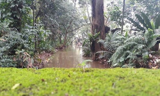 kampung 99 pepohonan depok, Rute Menuju Lokasi, Sejarah Singkat, Banjir Besar, Harga Tiket Masuk, Penginapan