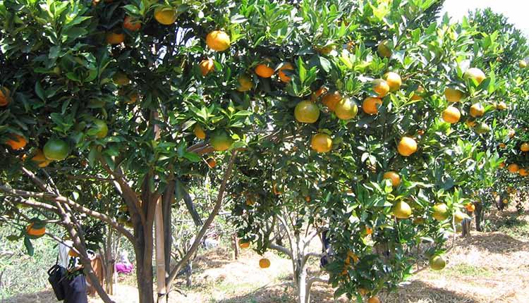 daya tarik kebun buah mangunan, fasilitas kebun buah mangunan, kebun buah mangunan, keindahan kebun buah mangunan, lokasi kebun buah mangunan, penginapan kebun buah mangunan, rute kebun buah mangunan, kebun buah mangunan: wisata instagramable atas awan di bantul