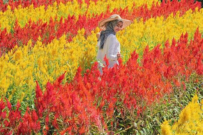 fasilitas taman bunga celosia, harga tiket masuk taman bunga celosia, lokasi taman bunga celosia, taman bunga celosia, tiket masuk taman bunga celosia, wahana taman bunga celosia, kebun bunga celosia bandungan semarang nan instagramable!