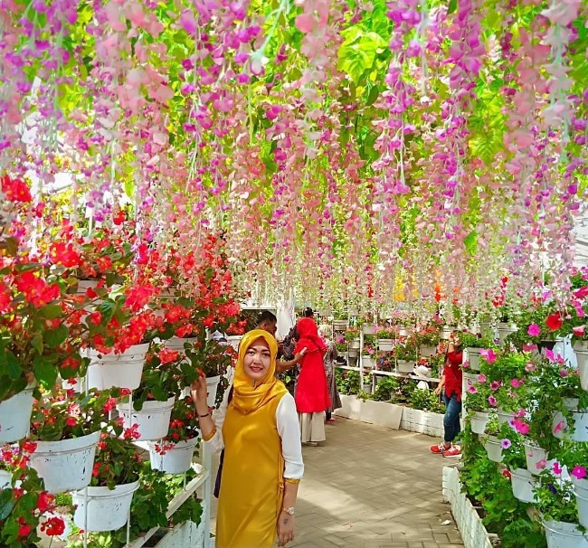 fasilitas taman bunga celosia, harga tiket masuk taman bunga celosia, lokasi taman bunga celosia, taman bunga celosia, tiket masuk taman bunga celosia, wahana taman bunga celosia, kebun bunga celosia bandungan semarang nan instagramable!