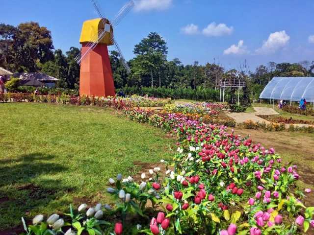 fasilitas taman bunga celosia, harga tiket masuk taman bunga celosia, lokasi taman bunga celosia, taman bunga celosia, tiket masuk taman bunga celosia, wahana taman bunga celosia, kebun bunga celosia bandungan semarang nan instagramable!