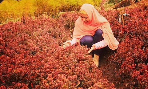 kebun raya baturaden, Sejarah Singkat, Koleksi Kebun , Kerusakan, Lokasi Dimana, Harga Tiket Masuk