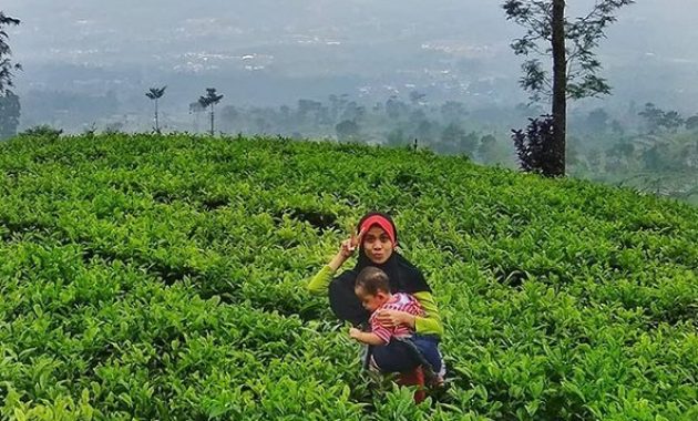 kebun teh tambi wonosobo, wisata alam menakjubkan yang patut dikunjungi