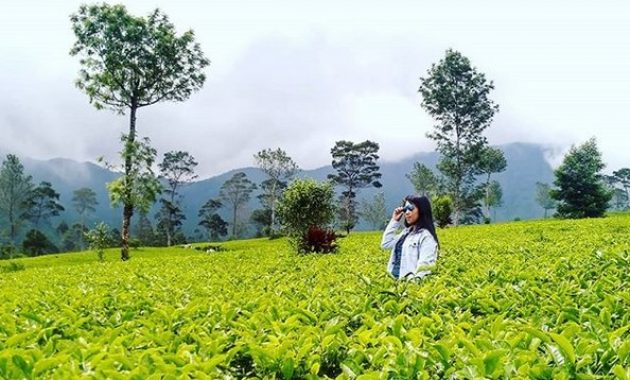 kebun teh tambi wonosobo, wisata alam menakjubkan yang patut dikunjungi