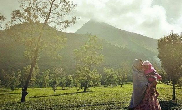 kebun teh tambi wonosobo, wisata alam menakjubkan yang patut dikunjungi