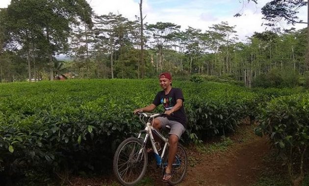 kebun teh tambi wonosobo, wisata alam menakjubkan yang patut dikunjungi