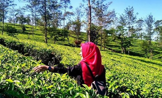Kebun Teh Tambi Wonosobo, Wisata Alam Menakjubkan yang Patut Dikunjungi