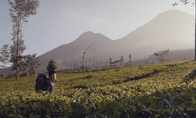kebun teh tambi wonosobo, wisata alam menakjubkan yang patut dikunjungi