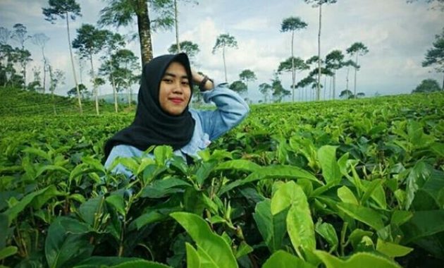 kebun teh tambi wonosobo, wisata alam menakjubkan yang patut dikunjungi