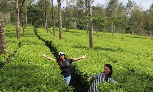 kebun teh tambi wonosobo, wisata alam menakjubkan yang patut dikunjungi