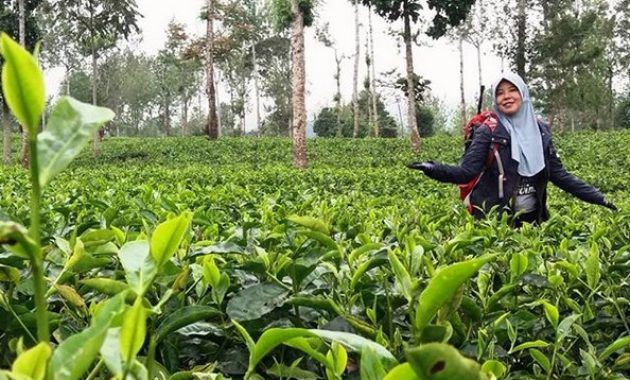 kebun teh tambi wonosobo, wisata alam menakjubkan yang patut dikunjungi