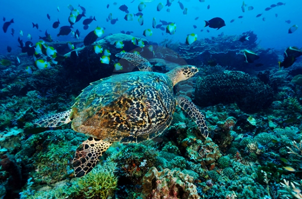 cara menuju pantai derawan, derawan, harga tiket masuk pantai derawan, hotel dekat pantai derawan, liburan ke derawan, liburan seru ke pantai derawan, lokasi pantai derawan, objek wisata derawan, pantai derawan, penginapan di derawan, penginapan di pulau derawan, wisata derawan, keindahan surga bawah laut pantai derawan kalimantan timur