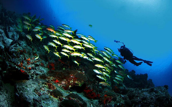 bawah laut bunaken, keindahan taman luat bunaken, taman bunaken, taman laut bunaken, taman nasional bunaken, liburan seru ke taman laut bunaken manado