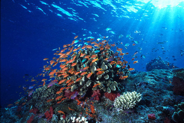 bawah laut bunaken, keindahan taman luat bunaken, taman bunaken, taman laut bunaken, taman nasional bunaken, liburan seru ke taman laut bunaken manado