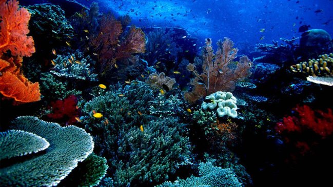 Liburan Seru ke Taman Laut Bunaken Manado