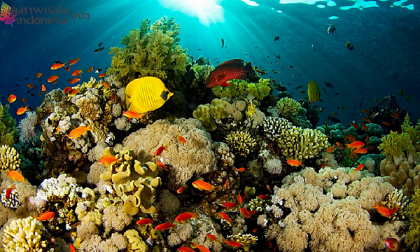 bawah laut bunaken, keindahan taman luat bunaken, taman bunaken, taman laut bunaken, taman nasional bunaken, liburan seru ke taman laut bunaken manado